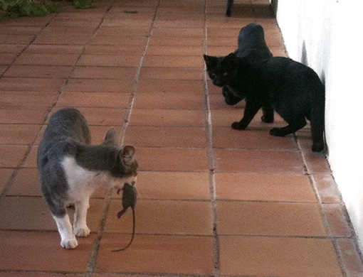 кошки против крыс фото
