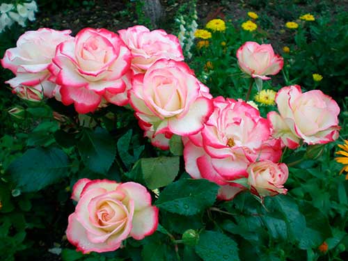 Розы уход и выращивание в саду