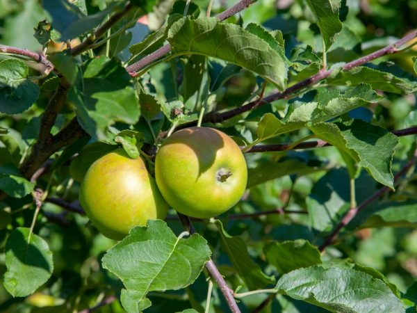 Яблони на Урале — секреты посадки и выращивания здоровых деревьев