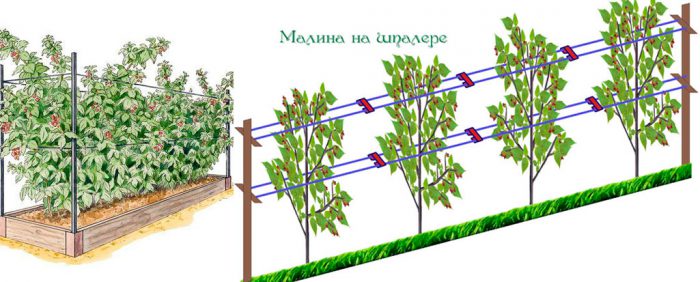 Схема посадки малины весной