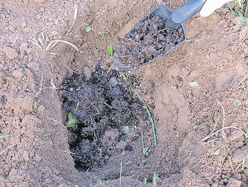 Посадочную яму заправьте органикой и минеральными удобрениями 