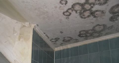 Грибок в ванной комнате Грибок в ванной комнате