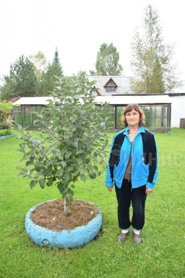 огород по природному огород по природному