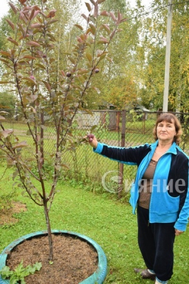огород по природному огород по природному