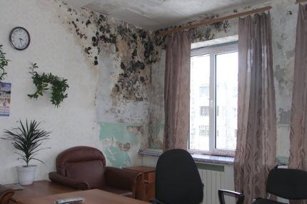 Грибок на стене Грибок на стене