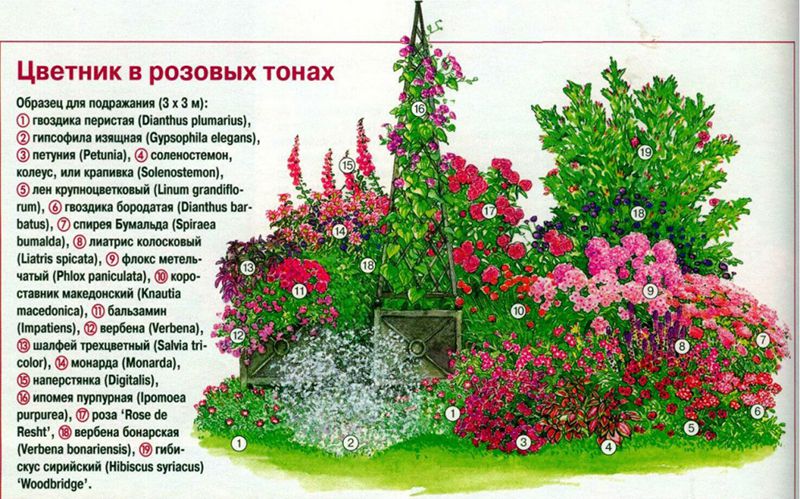 Схема розового цветника
