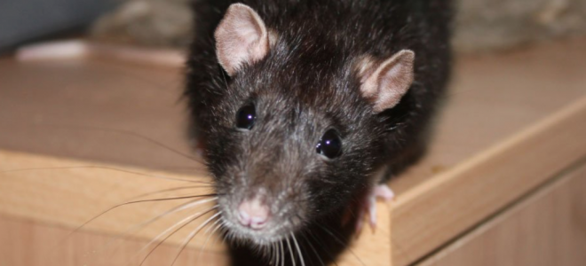 Приметы о появлении крыс или мышей в доме