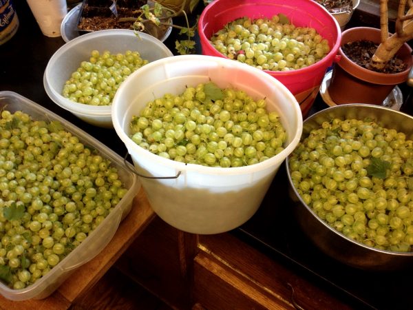 gooseberry-buckets gooseberry-buckets