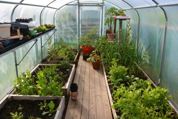 greenhouse-03 greenhouse-03