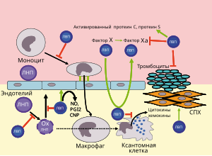 High-density lipoproteins-ru.svg