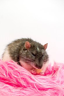 Fancy rat blaze.jpg