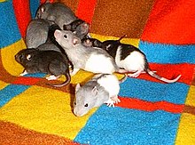 Fancy rat blaze.jpg