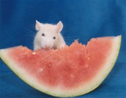 Fancy rat blaze.jpg