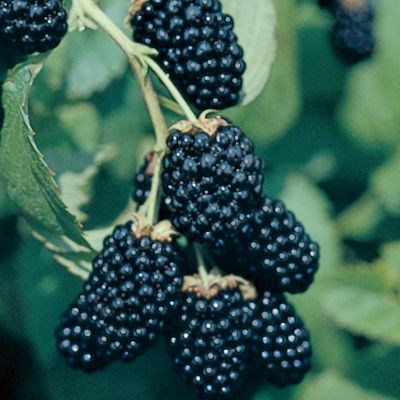 View this item Ouachita Thornless Blackberry