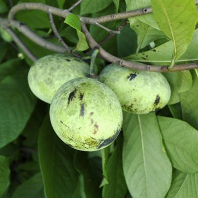 View this item Pennsylvania Golden Pawpaw