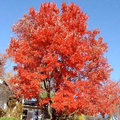 View this item Red Sunset® Maple