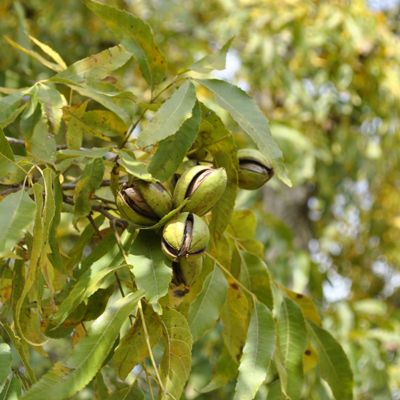 View this item Pawnee Pecan