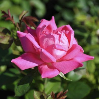 View this item Pink Double Knock Out® Rose