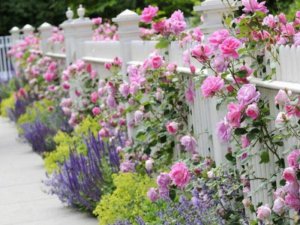 Варианты размещения роз в саду