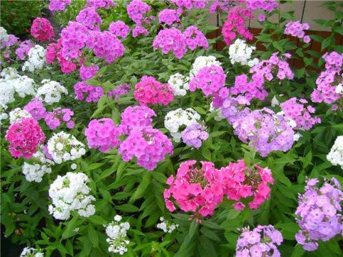 Как правильно и красиво посадить многолетники лилейники пионы лилии флоксы. С какими цветами сочетаются флоксы в цветнике
